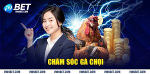 Chăm sóc gà chọi