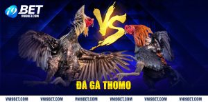 Đá gà Thomo