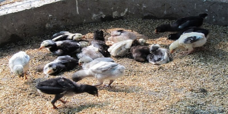 Chăm sóc gà chọi con chủ yếu bằng cám viên Chăm sóc gà chọi con chủ yếu bằng cám viên