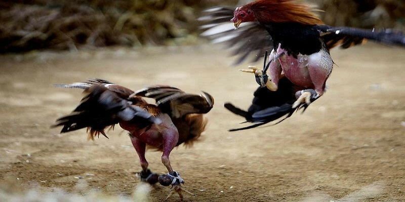 Chia sẻ tổng quan về thể loại đá gà cựa sắt 