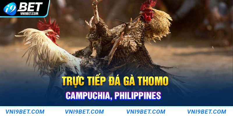 Đá gà trực tiếp từ trường gà Campuchia, Philippines